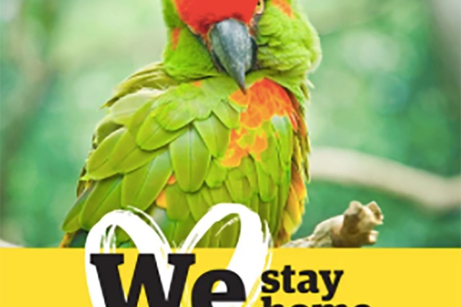 WellingtonNZ aims to entertain with lockdown campaign
