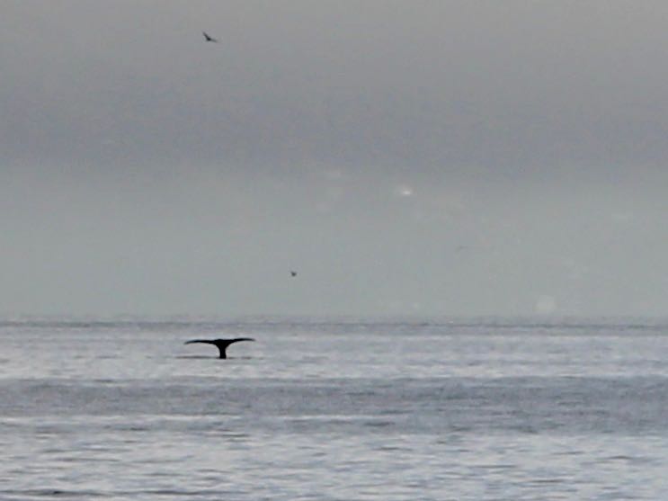 DOC: Give the whale space
