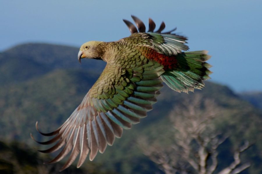 KiwiRail, DOC, NZMCA partner to help endangered kea