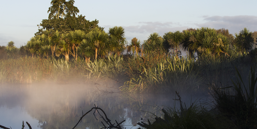 App-based nature tours launch in Kirikiriroa