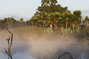App-based nature tours launch in Kirikiriroa